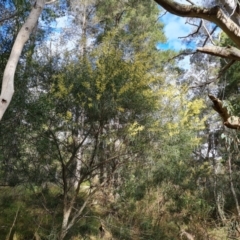 Acacia floribunda at Isaacs, ACT - 27 Sep 2022