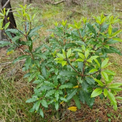 Pittosporum undulatum (Sweet Pittosporum) at Isaacs Ridge - 27 Sep 2022 by Mike