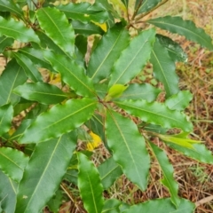 Pittosporum undulatum at Isaacs, ACT - 27 Sep 2022 03:55 PM