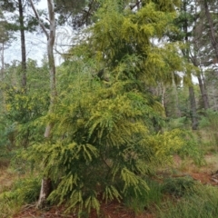 Acacia howittii (Sticky Wattle) at Isaacs Ridge and Nearby - 27 Sep 2022 by Mike