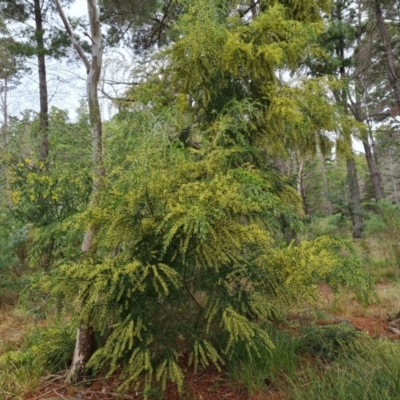 Acacia howittii (Sticky Wattle) at Isaacs Ridge and Nearby - 27 Sep 2022 by Mike