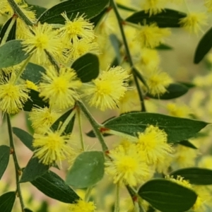 Acacia howittii at Isaacs, ACT - 27 Sep 2022