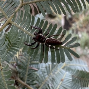 Pungalina sp. (genus) at Ainslie, ACT - 23 Sep 2022 04:15 PM