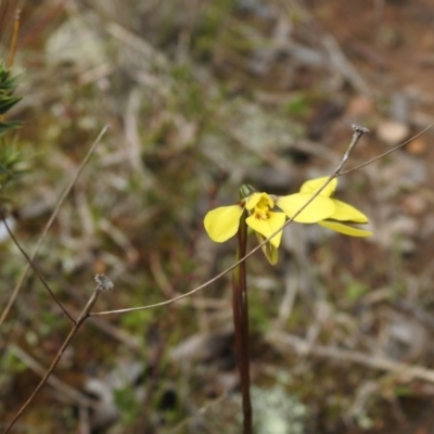 Diuris chryseopsis (Golden Moth) at Carwoola, NSW - 24 Sep 2022 by Liam.m