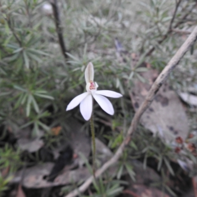 Caladenia fuscata (Dusky Fingers) at Carwoola, NSW - 27 Sep 2022 by Liam.m