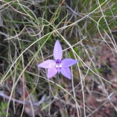 Glossodia major (Wax Lip Orchid) at Carwoola, NSW - 27 Sep 2022 by Liam.m