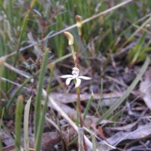 Caladenia ustulata at Carwoola, NSW - suppressed