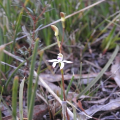 Caladenia ustulata (Brown Caps) at Carwoola, NSW - 27 Sep 2022 by Liam.m