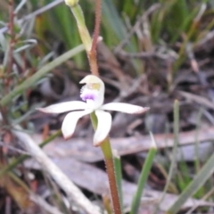 Caladenia ustulata at Carwoola, NSW - suppressed