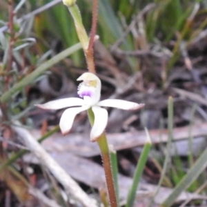 Caladenia ustulata at Carwoola, NSW - 27 Sep 2022