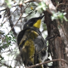 Nesoptilotis flavicollis (Yellow-throated Honeyeater) at Elizabeth Town, TAS - 25 Jan 2020 by Liam.m