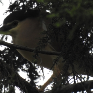 Nycticorax caledonicus at Legana, TAS - 25 Jan 2020