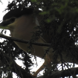 Nycticorax caledonicus (Nankeen Night-Heron) at suppressed by Liam.m