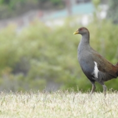 Tribonyx mortierii (Tasmanian Nativehen) at Trevallyn, TAS - 25 Jan 2020 by Liam.m