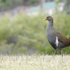 Tribonyx mortierii (Tasmanian Nativehen) at Trevallyn, TAS - 25 Jan 2020 by Liam.m