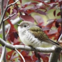 Chrysococcyx lucidus (Shining Bronze-Cuckoo) at Trevallyn, TAS - 25 Jan 2020 by Liam.m