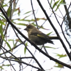 Chloris chloris (European Greenfinch) at Trevallyn, TAS - 25 Jan 2020 by Liam.m