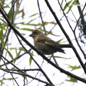 Chloris chloris at suppressed - suppressed