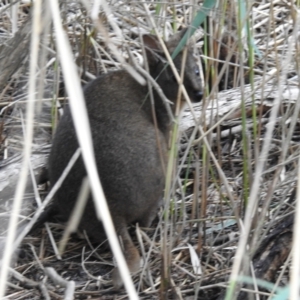 Thylogale billardierii at Riverside, TAS - 25 Jan 2020