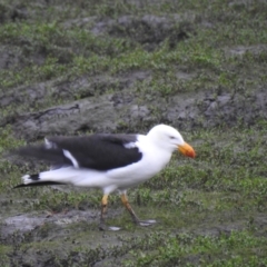 Larus pacificus (Pacific Gull) at Riverside, TAS - 25 Jan 2020 by Liam.m