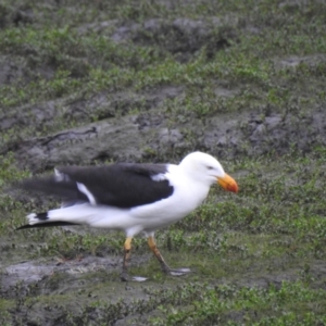 Larus pacificus (Pacific Gull) at Riverside, TAS by Liam.m
