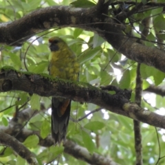 Platycercus caledonicus (Green Rosella) at Liffey, TAS - 26 Jan 2020 by Liam.m