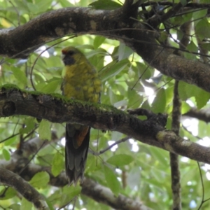 Platycercus caledonicus at Liffey, TAS - 26 Jan 2020 12:29 PM