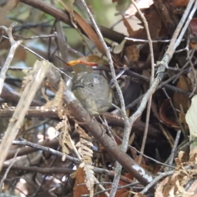 Sericornis humilis (Tasmanian Scrubwren) at Liffey, TAS - 26 Jan 2020 by Liam.m