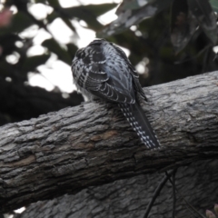 Cacomantis pallidus (Pallid Cuckoo) at Legana, TAS - 26 Jan 2020 by Liam.m