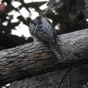 Cacomantis pallidus at Legana, TAS - suppressed