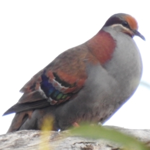 Phaps elegans at Kingston, TAS - 27 Jan 2020