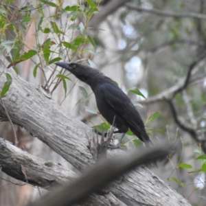 Strepera fuliginosa at Ridgeway, TAS - 1 Feb 2020