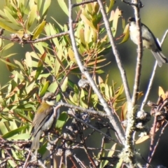 Melithreptus affinis (Black-headed Honeyeater) at South Bruny, TAS - 29 Jan 2020 by Liam.m
