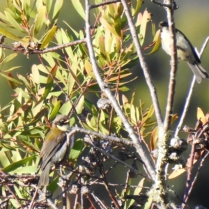 Melithreptus affinis (Black-headed Honeyeater) at suppressed by Liam.m
