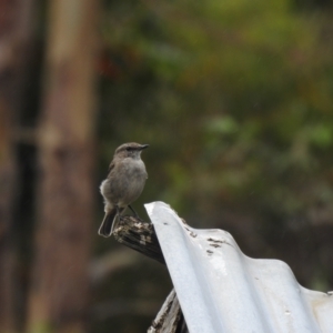 Melanodryas vittata at South Bruny, TAS - 28 Jan 2020 01:40 PM