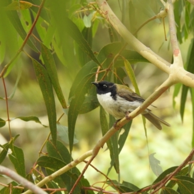 Melithreptus affinis (Black-headed Honeyeater) at South Bruny, TAS - 28 Jan 2020 by Liam.m