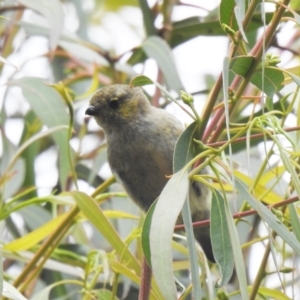 Pardalotus quadragintus at South Bruny, TAS - suppressed