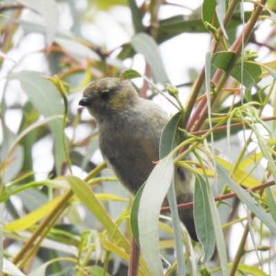 Pardalotus quadragintus (Forty-spotted Pardalote) at South Bruny, TAS - 28 Jan 2020 by Liam.m