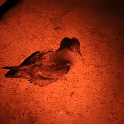 Ardenna tenuirostris (Short-tailed Shearwater, Muttonbird) at South Bruny, TAS - 28 Jan 2020 by Liam.m