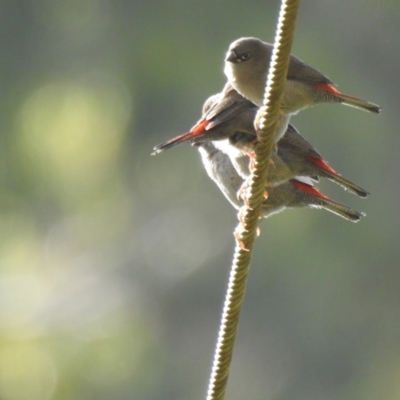 Stagonopleura bella (Beautiful Firetail) at South Bruny, TAS - 28 Jan 2020 by Liam.m