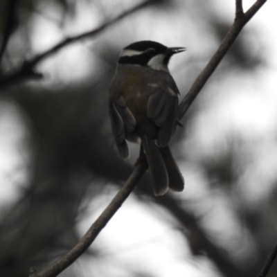 Melithreptus validirostris (Strong-billed Honeyeater) at South Bruny, TAS - 28 Jan 2020 by Liam.m