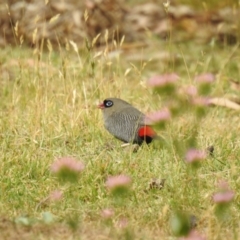Stagonopleura bella (Beautiful Firetail) at South Bruny, TAS - 28 Jan 2020 by Liam.m