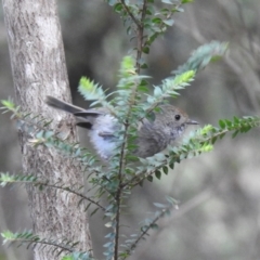 Acanthiza ewingii (Tasmanian Thornbill) at South Bruny, TAS - 28 Jan 2020 by Liam.m