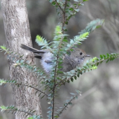 Acanthiza ewingii (Tasmanian Thornbill) at South Bruny, TAS - 29 Jan 2020 by Liam.m