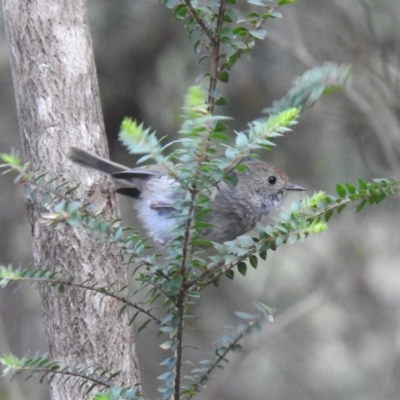 Acanthiza ewingii (Tasmanian Thornbill) at South Bruny, TAS - 28 Jan 2020 by Liam.m