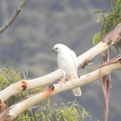 Accipiter novaehollandiae (Grey Goshawk) at South Bruny, TAS - 28 Jan 2020 by Liam.m