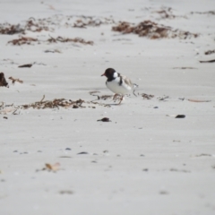 Charadrius rubricollis (Hooded Plover) at Adventure Bay, TAS - 29 Jan 2020 by Liam.m