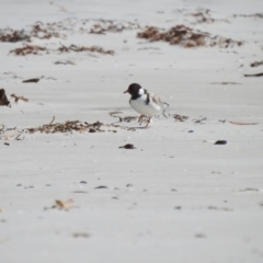 Charadrius rubricollis (Hooded Plover) by Liam.m