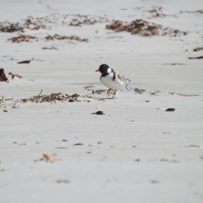 Charadrius rubricollis (Hooded Plover) by Liam.m