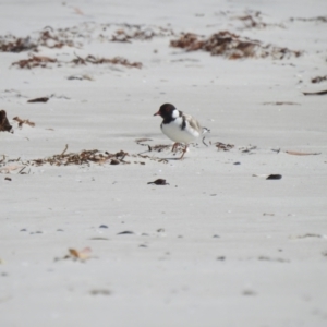 Thinornis rubricollis (Hooded Plover) at suppressed by Liam.m